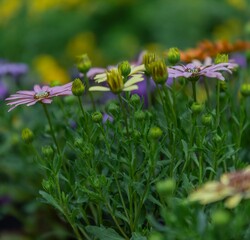 Margherite multicolore