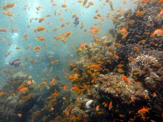 red sea fish and coral reef 