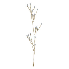 Wildflowers, herbs elements. Collection of wild meadow flowers, branches. The illustration is isolated on a white background. Botanical Art.