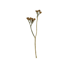 Wildflowers, herbs elements. Collection of wild meadow flowers, branches. The illustration is isolated on a white background. Botanical Art.