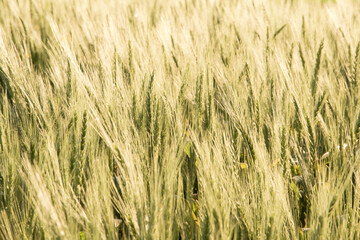 Wheat field and sunny day.