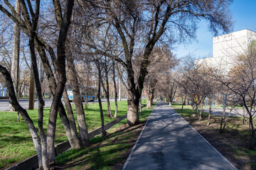 trees in the park