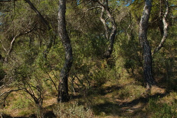 Fototapeta na wymiar Pine trees in Parc Natural de Turia at La Vallesa near Valencia,Spain,Europe 