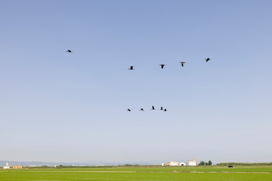 Bandada de moritos comunes sobre los arrozales de El Palmar, Valencia (Espa&ntilde;a)