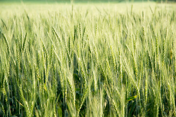 Wheat field and sunny day.