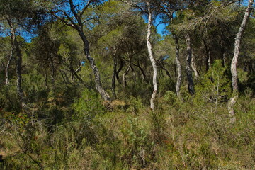 Pine trees in Parc Natural de Turia at La Vallesa near Valencia,Spain,Europe
