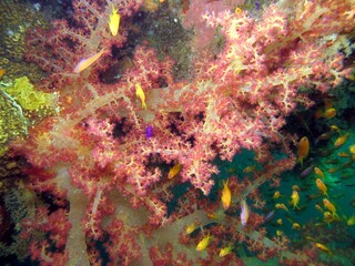 red sea fish and coral reef 