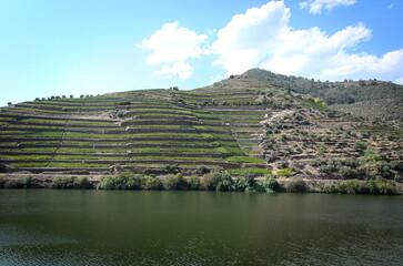 Bancales de viñedos en la ribera del Duero. Portugal. - obrazy, fototapety, plakaty