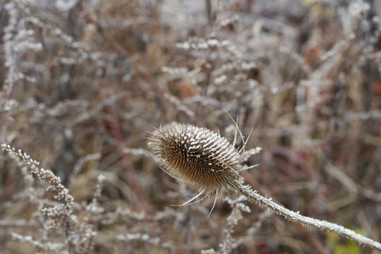 Wilde Karde, Dipsacus fullonum