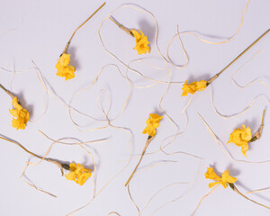  Pattern made of dried daffodil flowers on pastel purple background. Blooming spring is over. Minimal narcissus flower flat lay design.