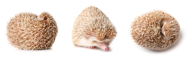 Set of cute hedgehog isolated on white © Pixel-Shot
