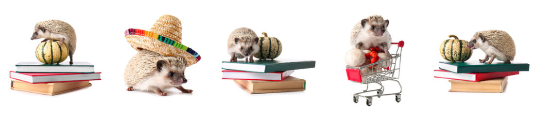 Set of cute hedgehogs with books, shopping cart and sombrero isolated on white © Pixel-Shot