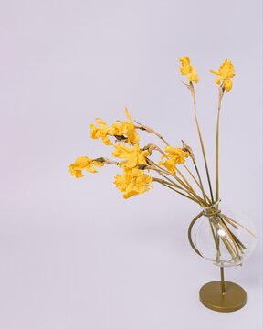 Dried daffodil flower in clear glass vase on pastel purple background with copy space. Blooming spring is over. Minimal narcissus flower layout.