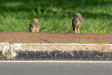 Two Burrowing Owls or Luck owls perched on the ground beside the street. Species Athene Cunicularia. The big yellow eyes of american owl. Bird lover. Birdwatching.