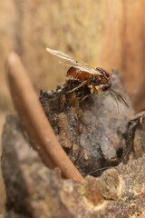 Andricus lignicola in the forest