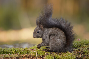 Eichhörnchen © MerkAngela.WH
