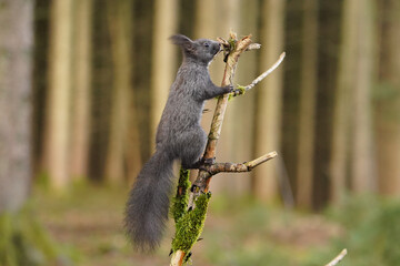 Eichhörnchen © MerkAngela.WH