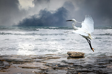 a snowy egret flying over a rocky coast on a stormy day - Powered by Adobe