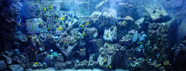 Wandaufkleber Unterwasserkorallenriff und Fische © Photocreo Bednarek