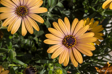 yellow flowers (African daisy; Osteospermum)  in the garden