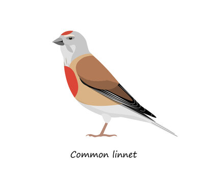 Common linnet isolated on white background. Vector illustration