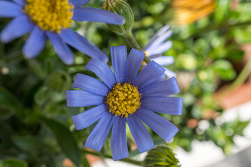 blue flowers (blue daisy)  in the garden