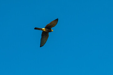 Falcon flying under the blue sky