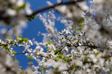 Beautiful branches of blossoming cherries. Beautiful abstract spring background.