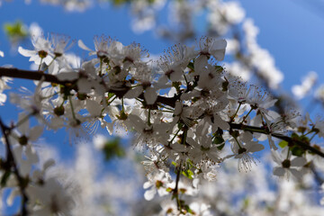 Beautiful branches of blossoming cherries. Beautiful abstract spring background.