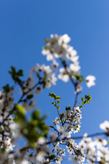 Beautiful branches of blossoming cherries. Beautiful abstract spring background.