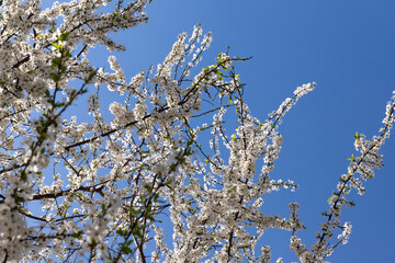 Beautiful branches of blossoming cherries. Beautiful abstract spring background.