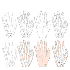 手と骨の解剖学的イラストセット