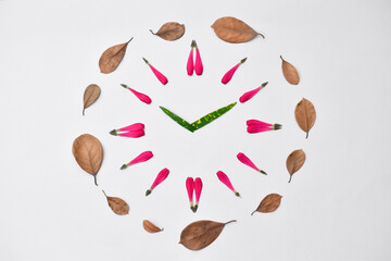 Clock made from pink zinnia flower petals on white background with dry leaves frame. spring, summer...