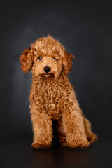 adorable poodle puppy sitting on black background