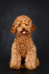 adorable poodle puppy posing on black background