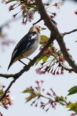 chestnut cheeked starling on branch