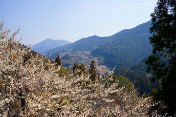 梅の花咲く山里(徳島県神山町)