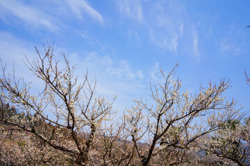 梅の花咲く山里(徳島県神山町)