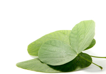 Heart-shaped green leaves created by clear straight and curved lines in nature. White background, shot in my home studio.