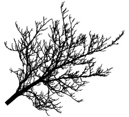 Bare branch of tree, silhouette. Vector illustration