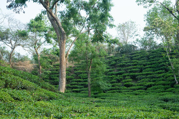 The Most Beautiful Tea Gardens in Bangladesh to visit
