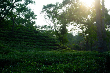 Fototapeta na wymiar The Most Beautiful Tea Gardens in Bangladesh to visit