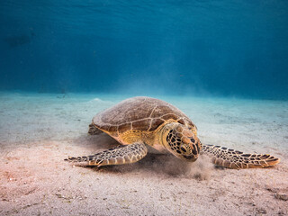 Seascape with Green Sea Turtle in the coral reef of Caribbean Sea, Curacao