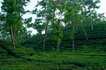 Obraz premium The Most Beautiful Tea Gardens in Bangladesh to visit