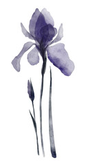 Fototapeta na wymiar Transparent blue iris flower. X-ray style watercolor illustration.
