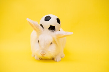 Yellow banner with copy space White rabbit and soccer ball. Football game. Hobbies for children....
