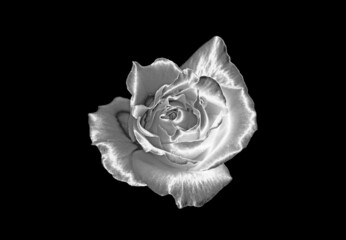Pop Art Surreal Style Amazing Silver Rose with Dewdrop Isolated on Black Backdrop