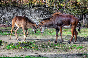 Sable antelopes on the lawn. Latin name - Hippotragus niger	