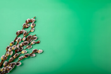 Willow branches with swollen buds on a green background © arhat
