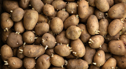 Lots of potatoes with sprouts. Concept: potato, vegetable garden, farming, agriculture